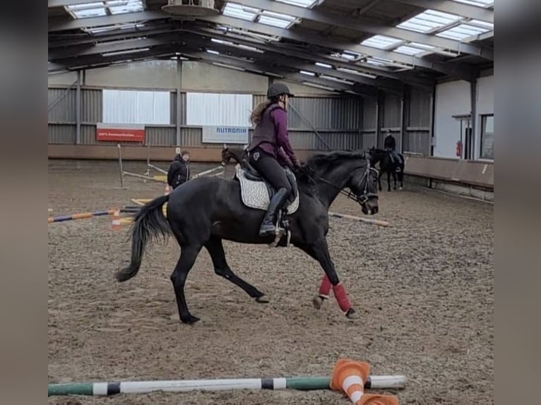 Oldenbourg Jument 12 Ans 168 cm Bai brun foncé in Malsch