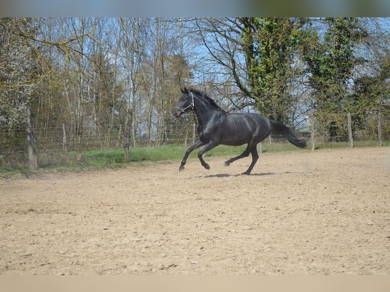 Oldenbourg Jument 12 Ans 168 cm Bai brun foncé in Malsch
