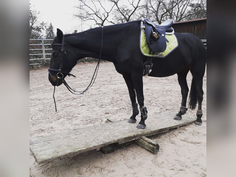 Oldenbourg Jument 12 Ans 168 cm Bai brun foncé in Bad Herrenalb