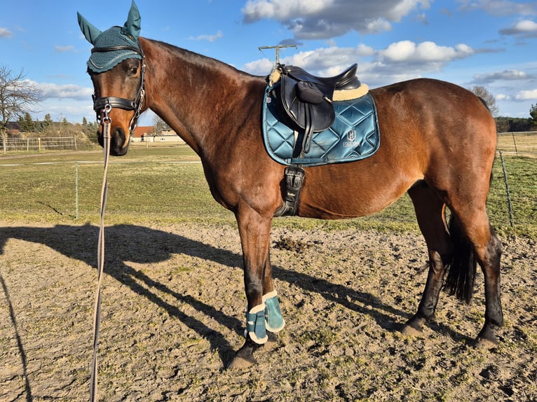 Oldenbourg Jument 12 Ans 168 cm Bai in Gahro