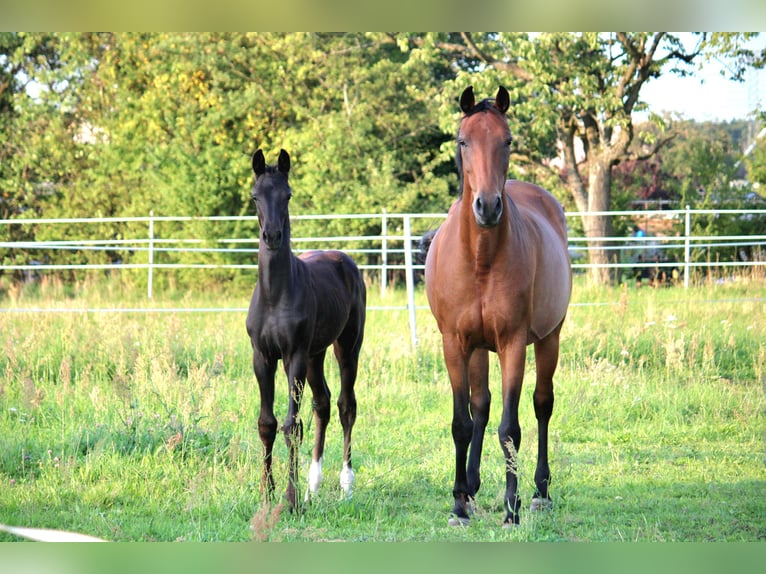 Oldenbourg Jument 12 Ans 168 cm Bai in Gahro