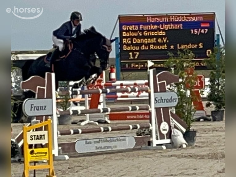 Oldenbourg Jument 12 Ans 168 cm Noir in Varel JethausenVarel