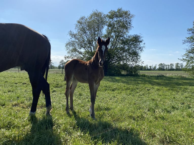 Oldenbourg Jument 12 Ans 168 cm Noir in Kollmar