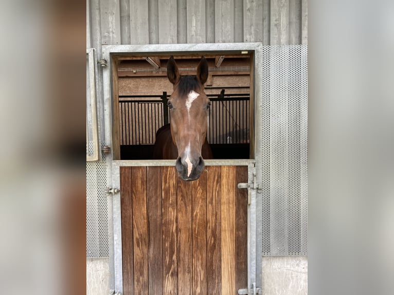 Oldenbourg Jument 12 Ans 169 cm Bai in Singen