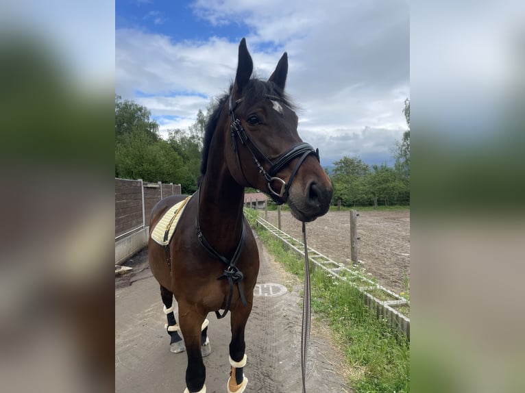 Oldenbourg Jument 12 Ans 170 cm Bai brun in MörlenbachMörlenbach