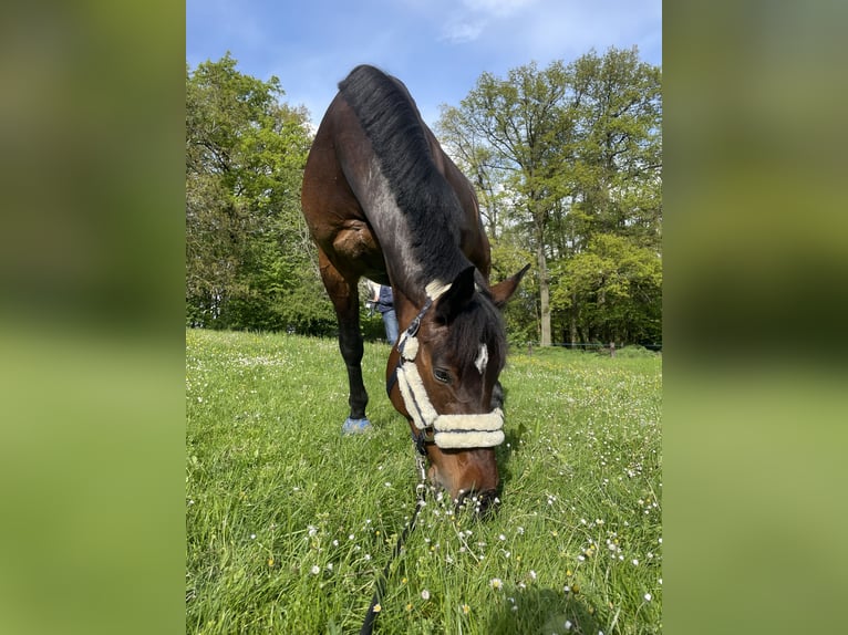 Oldenbourg Jument 12 Ans 170 cm Bai brun in MörlenbachMörlenbach