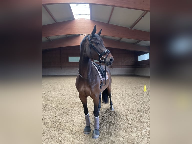 Oldenbourg Jument 12 Ans 170 cm Bai brun in MörlenbachMörlenbach