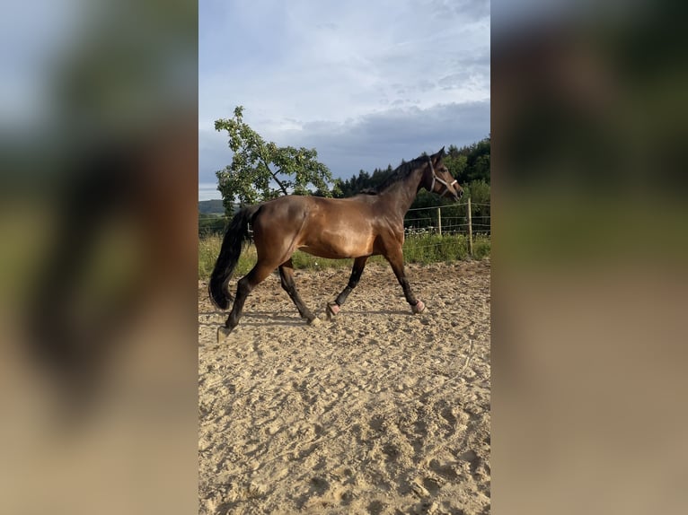 Oldenbourg Jument 12 Ans 170 cm Bai brun in MörlenbachMörlenbach