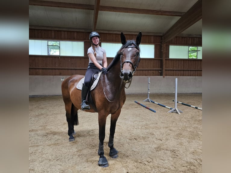 Oldenbourg Jument 12 Ans 170 cm Bai brun foncé in Mörlenbach