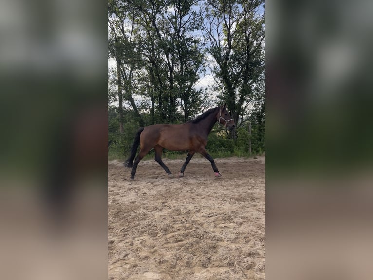 Oldenbourg Jument 12 Ans 170 cm Bai brun foncé in Mörlenbach