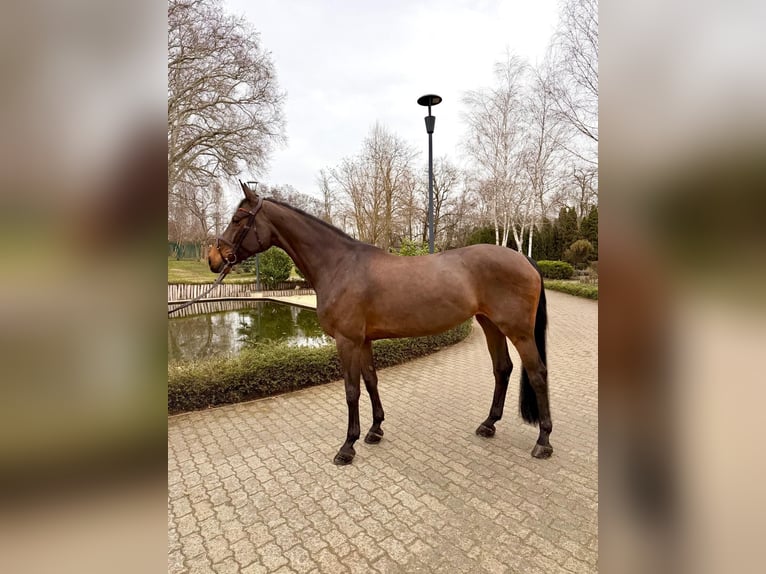 Oldenbourg Jument 12 Ans 170 cm Bai in Békéscsaba