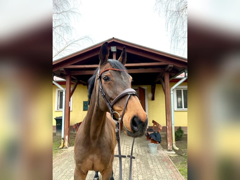 Oldenbourg Jument 12 Ans 170 cm Bai in Békéscsaba