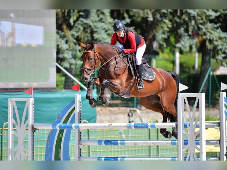 Oldenbourg Jument 12 Ans 170 cm Bai in Békéscsaba