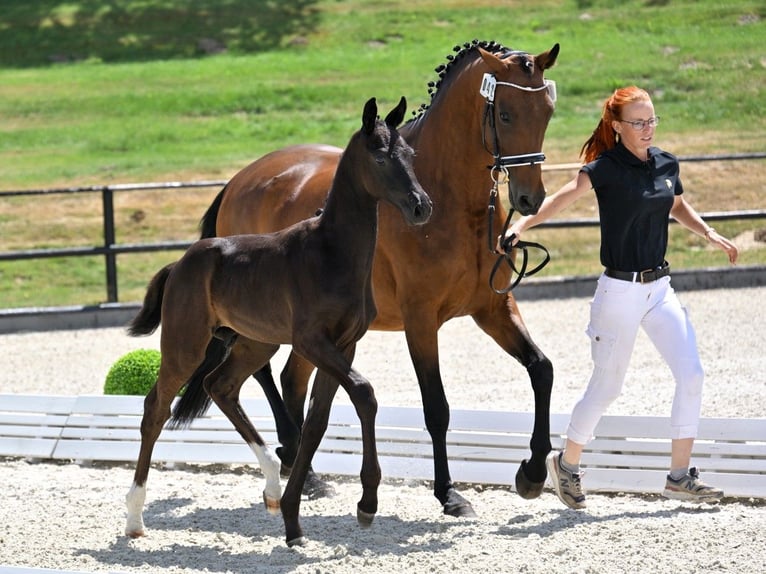 Oldenbourg Jument 12 Ans 170 cm Bai in Gahro