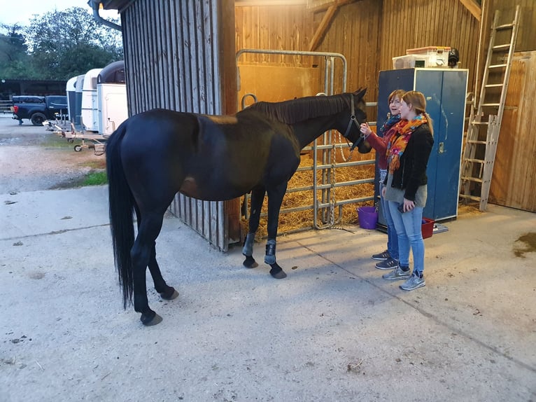 Oldenbourg Jument 12 Ans 171 cm Bai brun in Bad Herrenalb