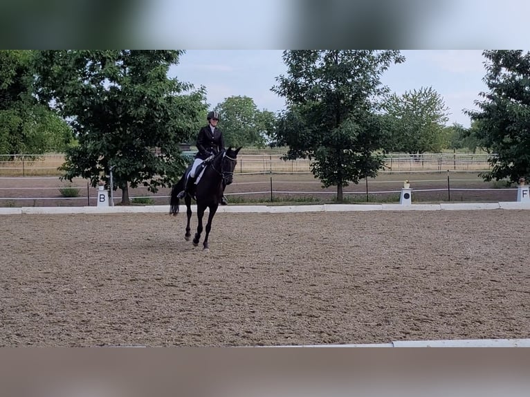 Oldenbourg Jument 12 Ans 171 cm Bai brun in Bad Herrenalb
