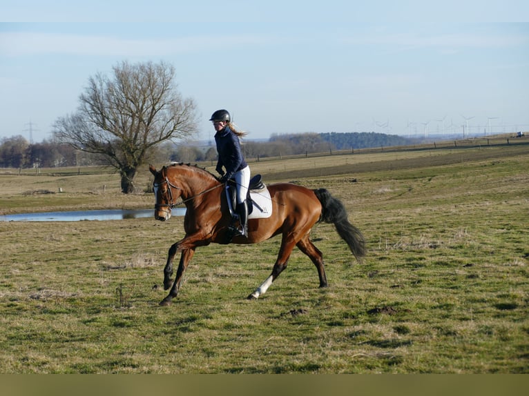 Oldenbourg Jument 12 Ans 172 cm Bai in Ganschow