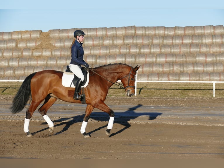 Oldenbourg Jument 12 Ans 172 cm Bai in Ganschow