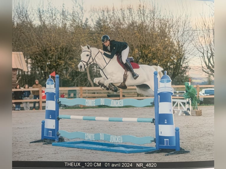 Oldenbourg Jument 12 Ans 172 cm Gris in Theux