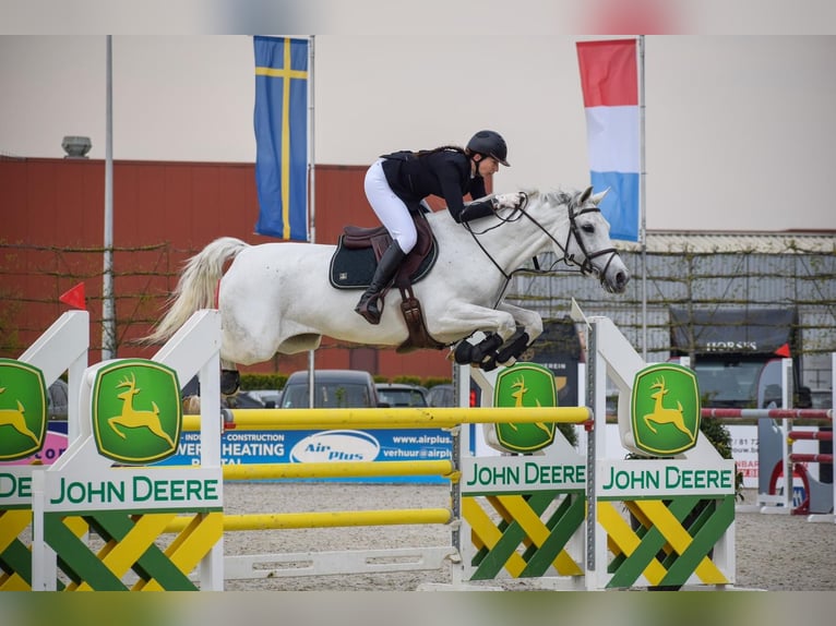 Oldenbourg Jument 12 Ans 172 cm Gris in Theux