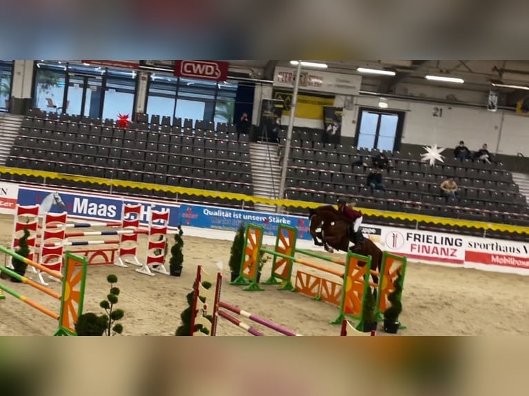 Oldenbourg Jument 12 Ans 174 cm Alezan brûlé in Hermannsburg