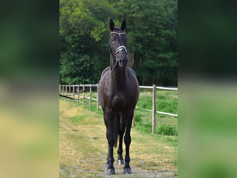 Oldenbourg Jument 12 Ans 175 cm Bai brun foncé in Jürgenshagen