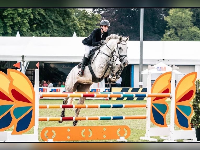 Oldenbourg Jument 12 Ans 175 cm Gris in Bramsche