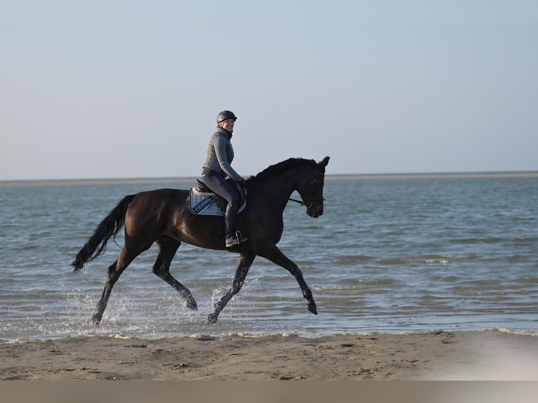 Oldenbourg Jument 12 Ans 183 cm Bai brun foncé in Waltrop