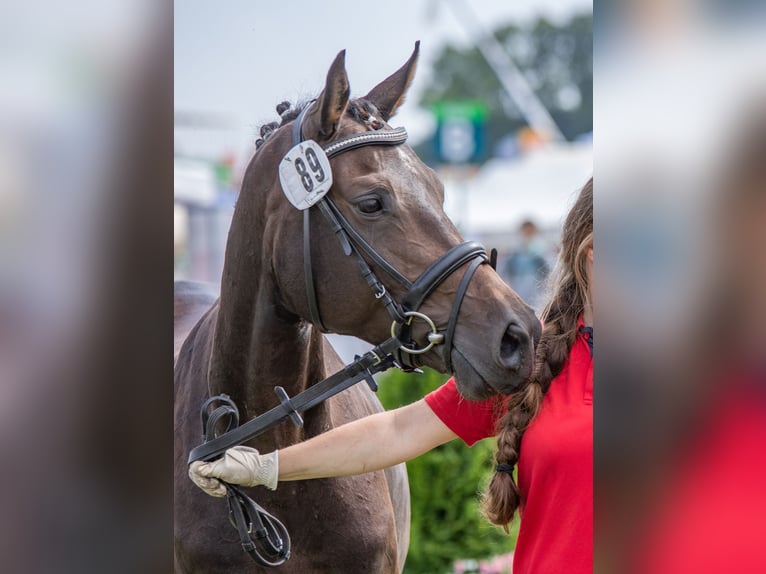 Oldenbourg Jument 13 Ans 152 cm Bai brun foncé in Walchum