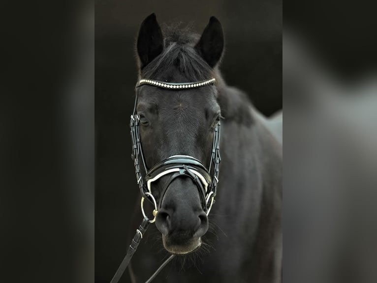 Oldenbourg Jument 13 Ans 160 cm in Susten
