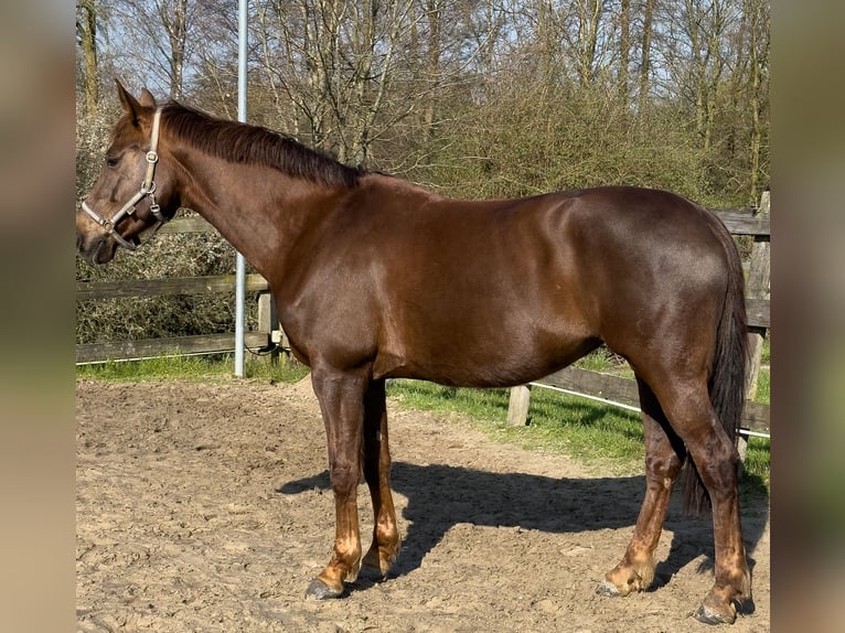 Oldenbourg Jument 13 Ans 162 cm Alezan in Borken