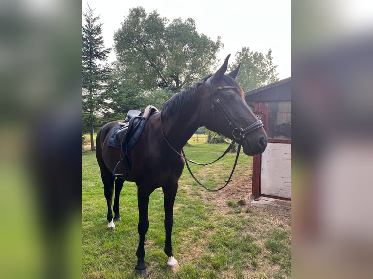 Oldenbourg Jument 13 Ans 164 cm Bai brun foncé in Oebisfelde-Weferlingen