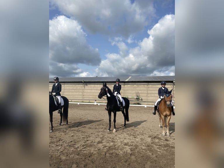 Oldenbourg Jument 13 Ans 164 cm Bai brun foncé in Oebisfelde-Weferlingen
