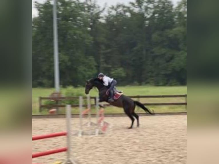 Oldenbourg Jument 13 Ans 164 cm Bai brun foncé in Oebisfelde-Weferlingen