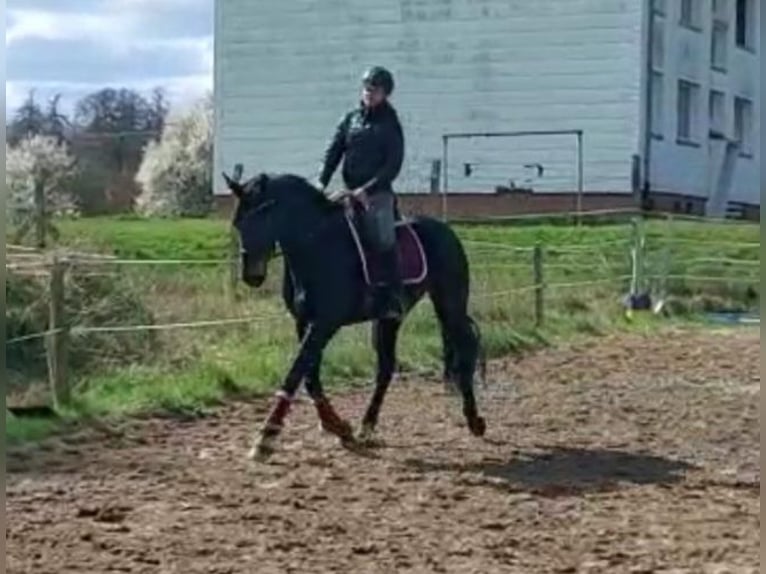 Oldenbourg Jument 13 Ans 164 cm Bai brun foncé in Oebisfelde-Weferlingen