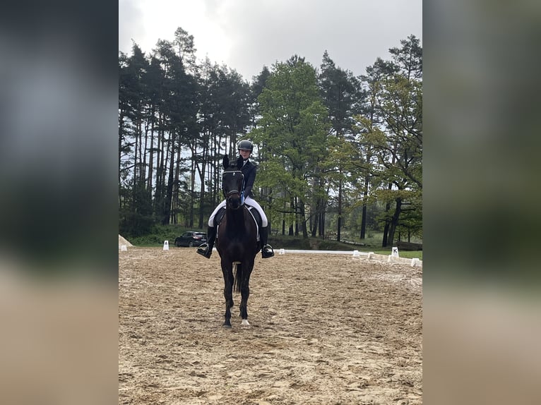 Oldenbourg Jument 13 Ans 164 cm Bai brun foncé in Oebisfelde-Weferlingen