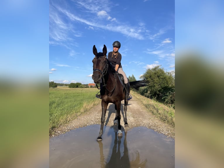 Oldenbourg Jument 13 Ans 164 cm Bai brun foncé in Oebisfelde-Weferlingen