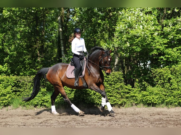 Oldenbourg Jument 13 Ans 164 cm Bai in Garbsen Oldenbourg Jument 13 Ans 164 cm Bai in Garbsen