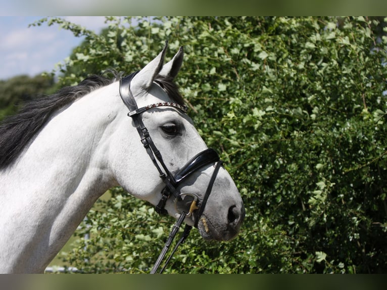 Oldenbourg Jument 13 Ans 164 cm Gris in Vechta