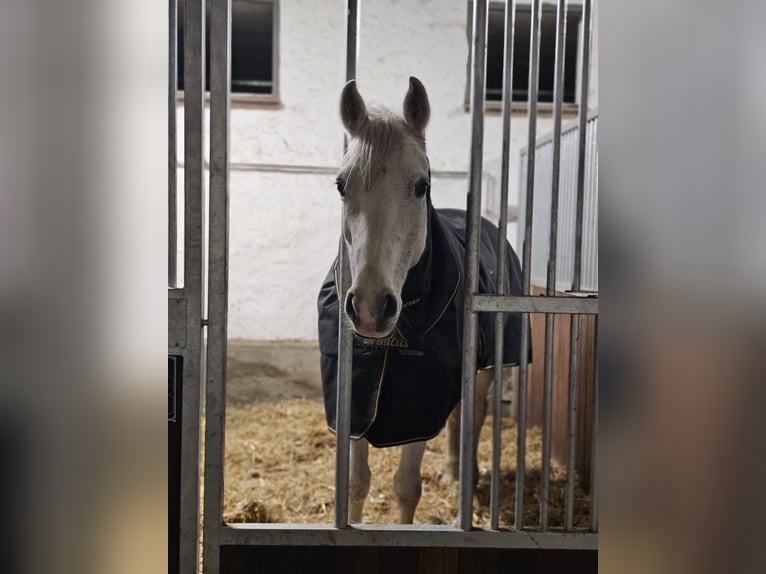 Oldenbourg Jument 13 Ans 164 cm Gris moucheté in Frankfurt am Main