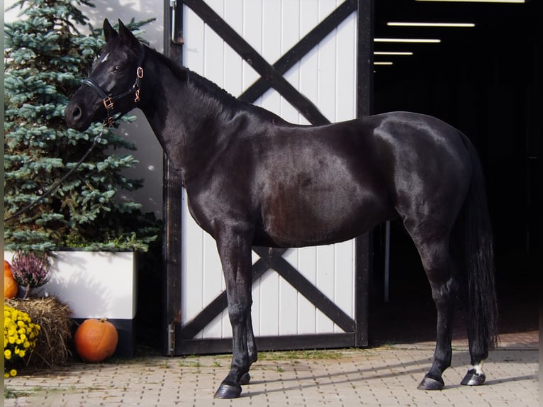 Oldenbourg Jument 13 Ans 164 cm Noir in Osie