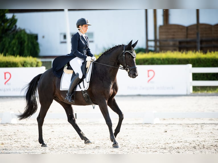 Oldenbourg Jument 13 Ans 164 cm Noir in Osie