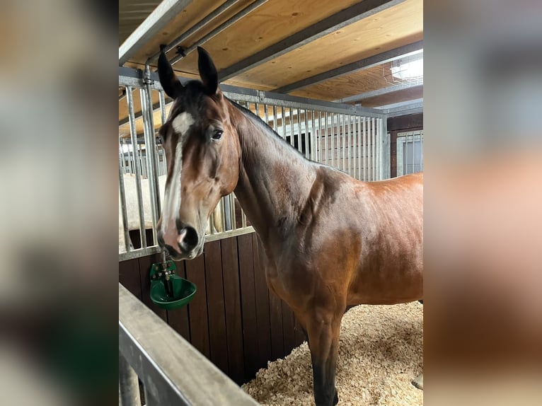 Oldenbourg Jument 13 Ans 165 cm Bai brun in Geilenkirchen