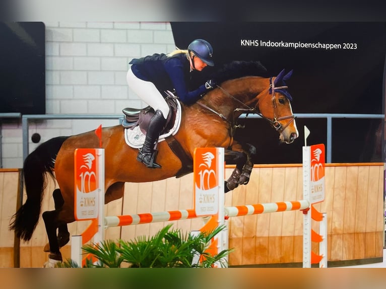 Oldenbourg Jument 13 Ans 165 cm Bai brun in Geilenkirchen