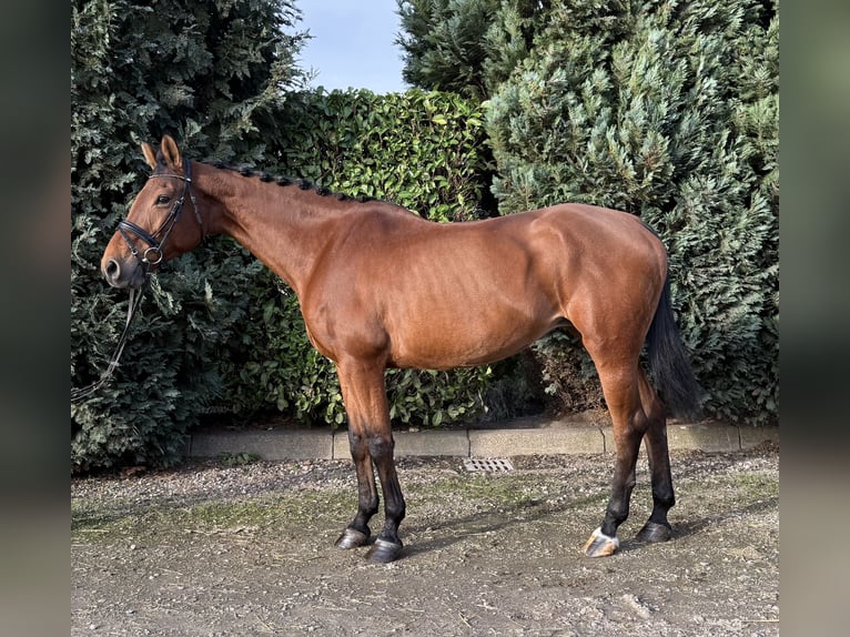 Oldenbourg Jument 13 Ans 165 cm Bai in Oud Gastel