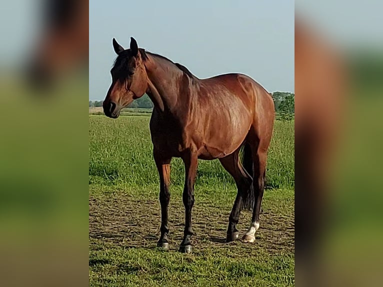 Oldenbourg Jument 13 Ans 165 cm Bai in Nordenham