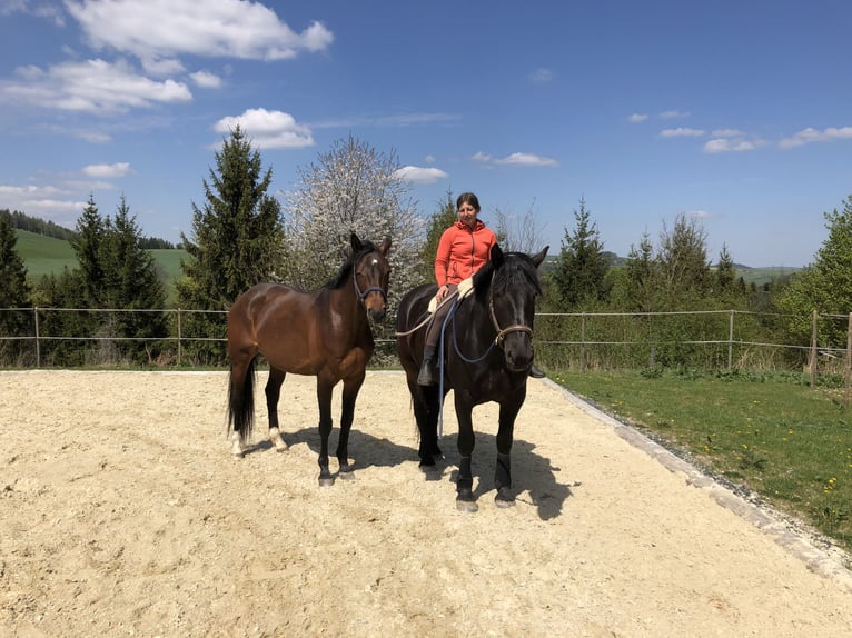 Oldenbourg Jument 13 Ans 165 cm Bai in Gschwendt