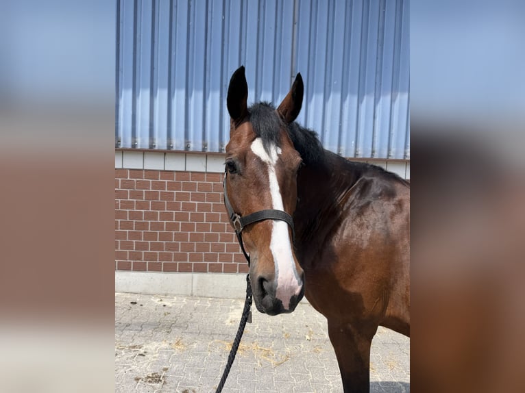 Oldenbourg Jument 13 Ans 165 cm Bai in Nettetal