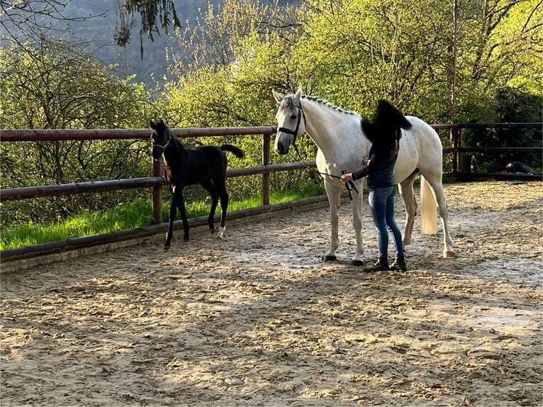 Oldenbourg Jument 13 Ans 165 cm Gris in Lennestadt