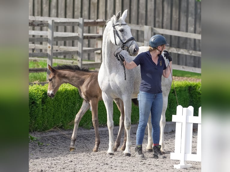 Oldenbourg Jument 13 Ans 165 cm Gris moucheté in yorkshire
